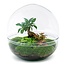 DIY terrarium - Dome XL - Ficus Ginseng Bonsai - ↕ 28 cm - Hark + Schep + Pincet + Schaar