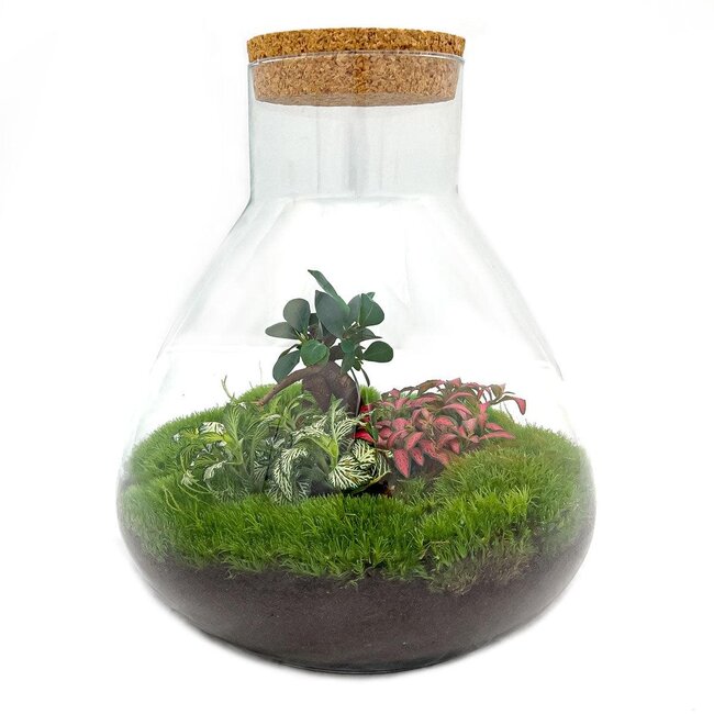 DIY terrarium - Sam XL Bonsai - ↕ 35 cm - Hark + Schep