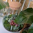 DIY terrarium - Sam XL Bonsai - ↕ 35 cm - Hark + Schep + Pincet