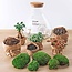 DIY terrarium - Sam XL Bonsai - ↕ 35 cm - Hark + Schep + Pincet