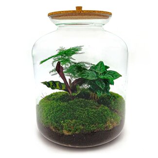 DIY terrarium - Lukas - ↕ 33 cm - Normaal