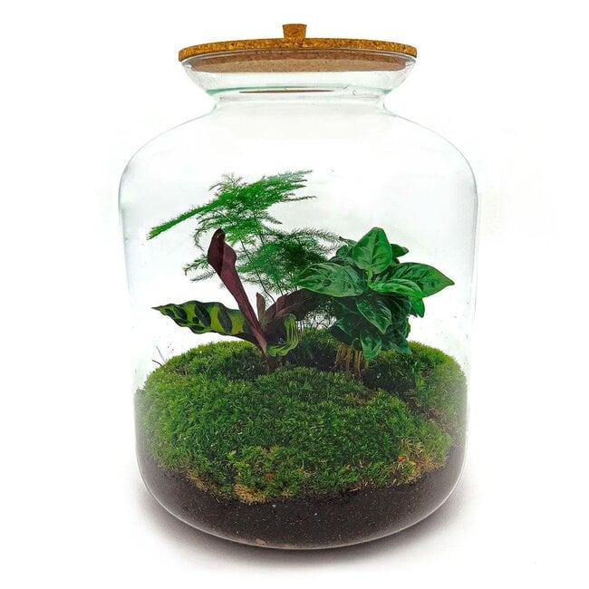 DIY terrarium - Lukas - ↕ 33 cm - Normaal