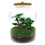 DIY terrarium - Lukas - ↕ 33 cm - Normaal