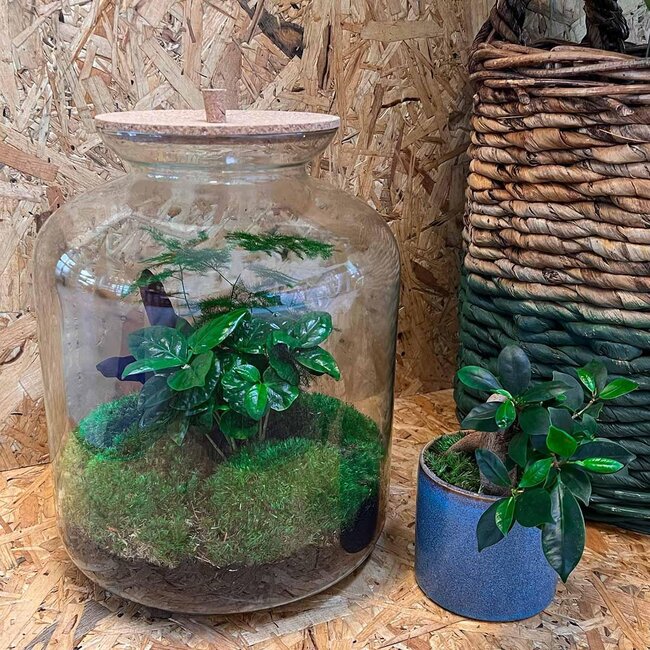 DIY terrarium - Lukas - ↕ 33 cm - Normaal