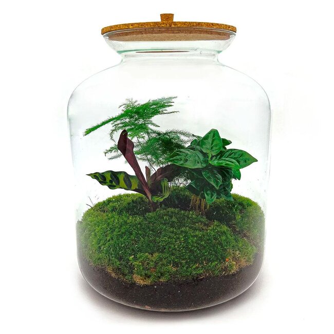 DIY terrarium - Lukas - ↕ 33 cm - Hark + Schep + Pincet