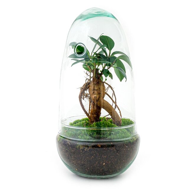 DIY terrarium - Ei Bonsai - ↕ 25 cm