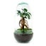 DIY terrarium - Ei Bonsai - ↕ 25 cm