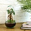 DIY terrarium - Ei Bonsai - ↕ 25 cm
