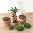 DIY terrarium - Ei Bonsai - ↕ 25 cm