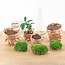 DIY terrarium - Ei Bonsai - ↕ 25 cm
