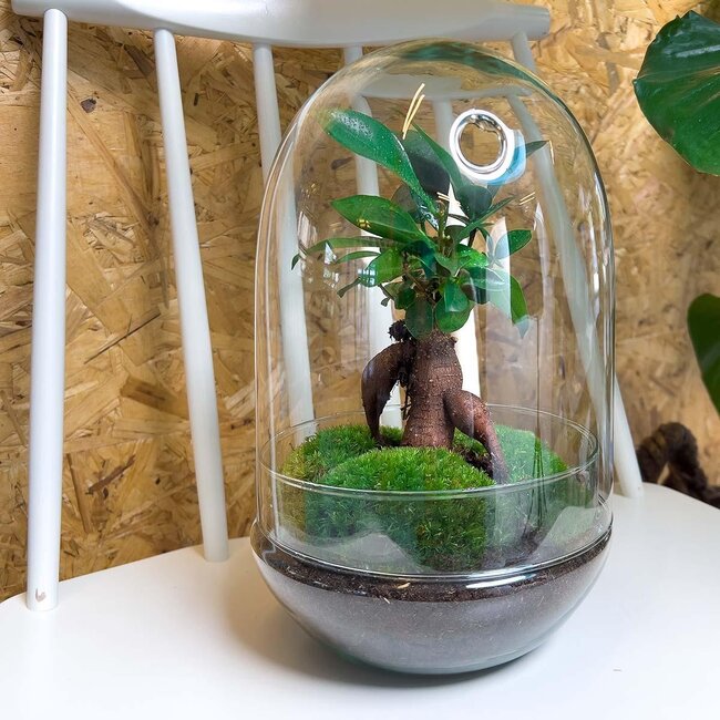 DIY terrarium - Ei XL Bonsai - ↕ 30 cm