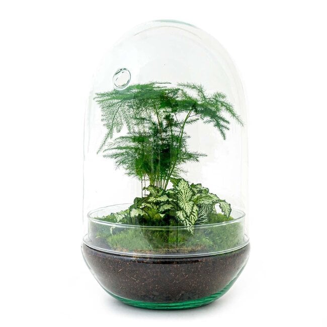DIY terrarium - Ei XL - ↕ 30 cm