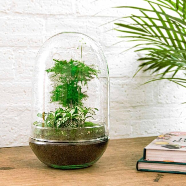 DIY terrarium - Ei XL - ↕ 30 cm