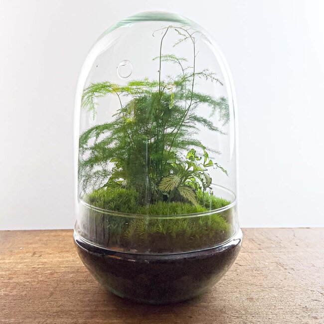 DIY terrarium - Ei XL - ↕ 30 cm
