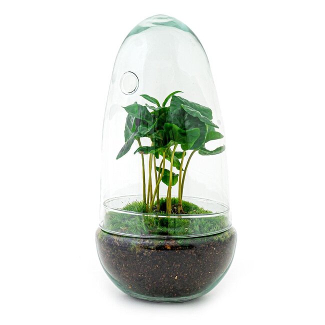 DIY terrarium - Ei Coffea Arabica - ↕ 25 cm