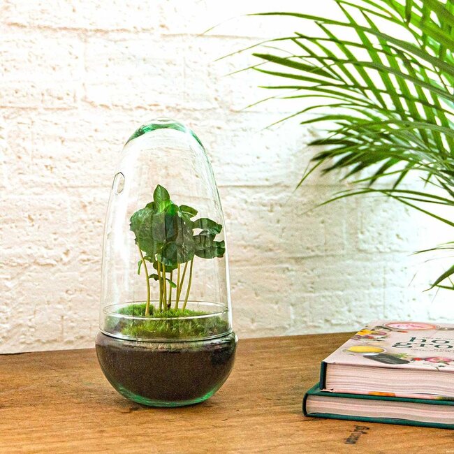 DIY terrarium - Ei Coffea Arabica - ↕ 25 cm