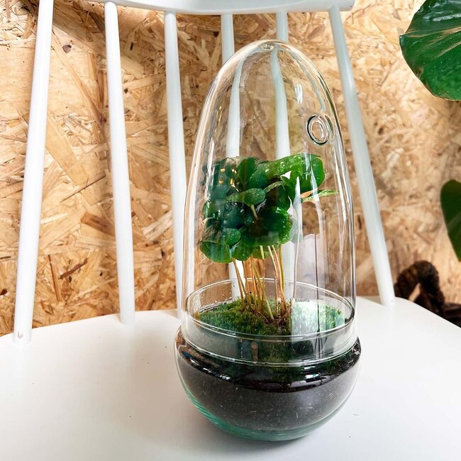 DIY terrarium - Ei Coffea Arabica - ↕ 25 cm