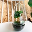 DIY terrarium - Ei Coffea Arabica - ↕ 25 cm