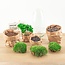 DIY terrarium - Ei Coffea Arabica - ↕ 25 cm