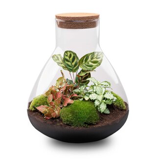 DIY terrarium - Sam XL Rood - ↕ 35 cm - Normaal