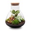 DIY terrarium - Sam XL Rood - ↕ 35 cm - Normaal