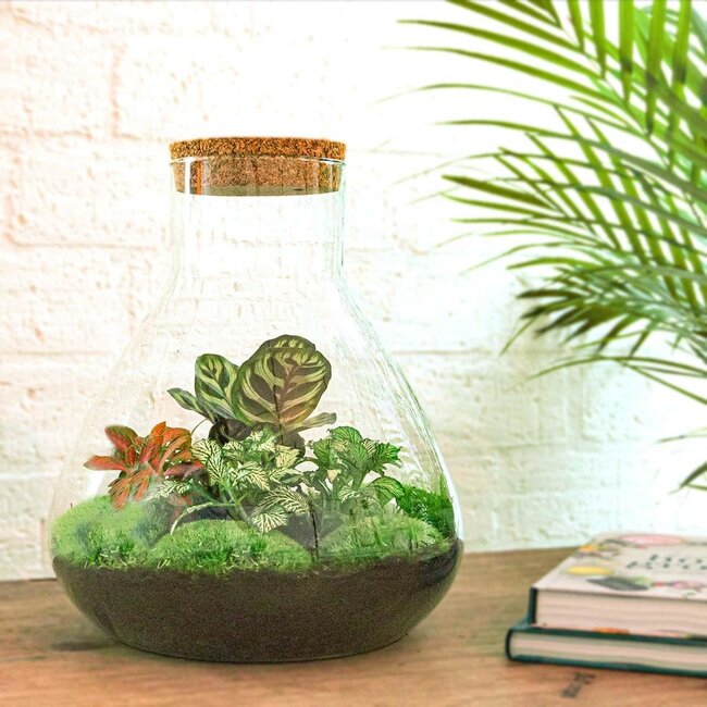 DIY terrarium - Sam XL Rood - ↕ 35 cm - Normaal