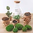 DIY terrarium - Sam XL Rood - ↕ 35 cm - Hark + Schep + Pincet