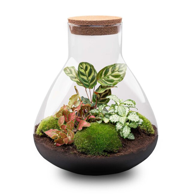 DIY terrarium - Sam XL Rood - ↕ 35 cm - Hark + Schep + Pincet
