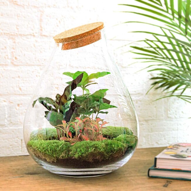 DIY terrarium - Drop XL Rood - ↕ 37 cm - Normaal