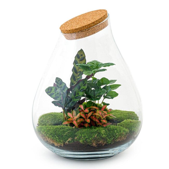 DIY terrarium - Drop XL Rood - ↕ 37 cm - Hark + Schep