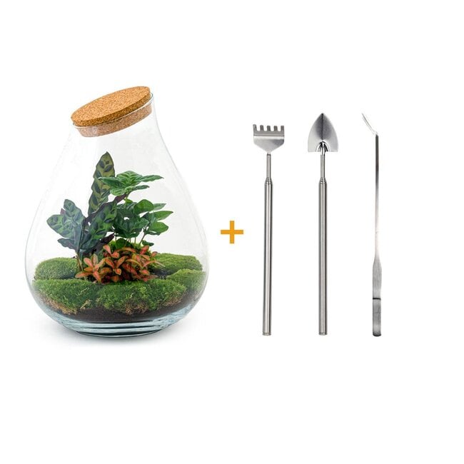 DIY terrarium - Drop XL Rood - ↕ 37 cm - Hark + Schep + Pincet