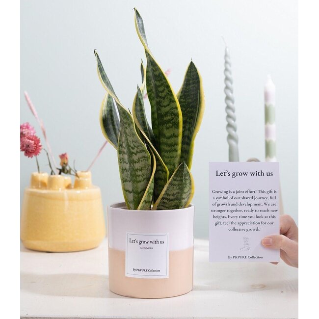 Sansevieria Gift "Let's Grow With Us" WITH GREETING CARD!!! - Ø12cm - ↕30cm