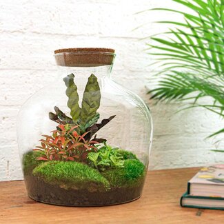 DIY terrarium - Fat Joe Rood - ↕ 30 cm - Normaal