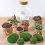 DIY terrarium - Fat Joe Rood - ↕ 30 cm - Hark + Schep