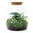 DIY terrarium - Fat Joe Groen - ↕ 30 cm - Normaal