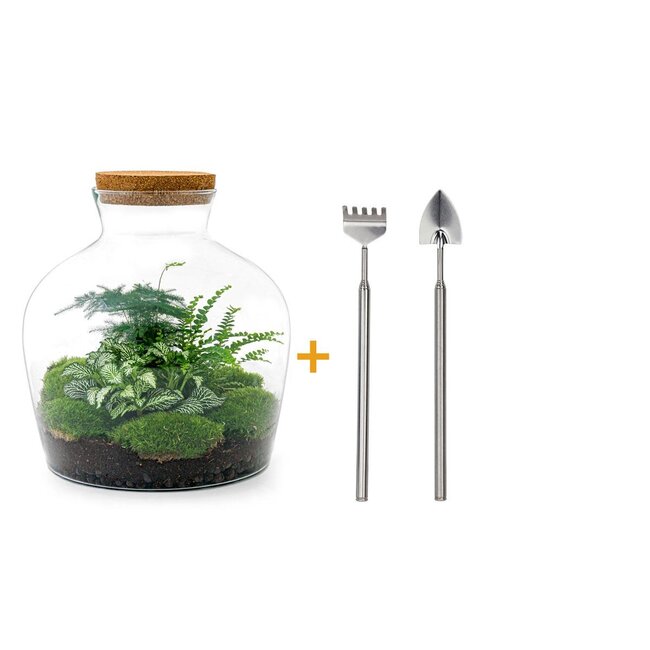 DIY terrarium - Fat Joe Groen - ↕ 30 cm - Hark + Schep
