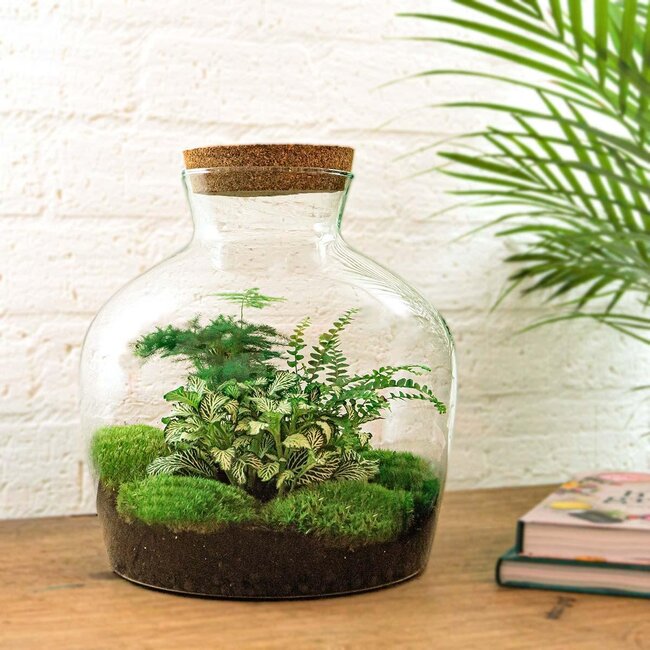 DIY terrarium - Fat Joe Groen - ↕ 30 cm - Hark + Schep + Pincet
