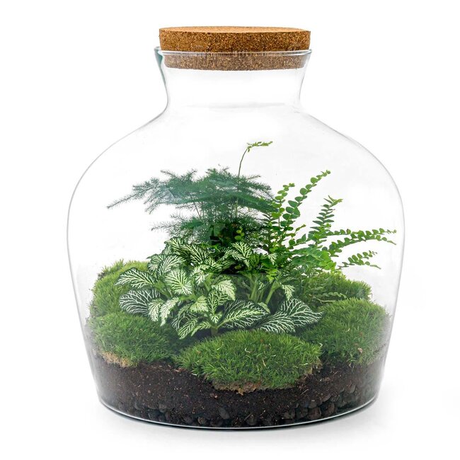 DIY terrarium - Fat Joe Groen - ↕ 30 cm - Hark + Schep + Pincet