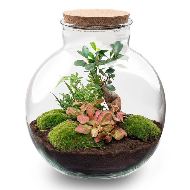 DIY terrarium - Bolder Bob Bonsai - ↕ 30 cm - Hark + Schep