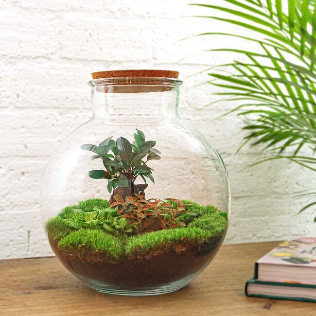 DIY terrarium - Bolder Bob Bonsai - ↕ 30 cm - Hark + Schep