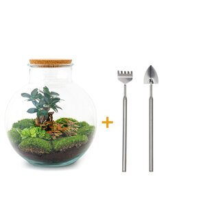 DIY terrarium - Bolder Bob Bonsai - ↕ 30 cm - Hark + Schep
