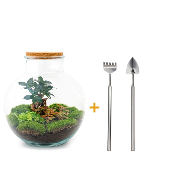 DIY terrarium - Bolder Bob Bonsai - ↕ 30 cm - Hark + Schep