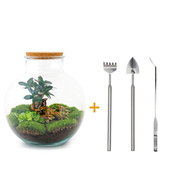 DIY terrarium - Bolder Bob Bonsai - ↕ 30 cm - Hark + Schep + Pincet