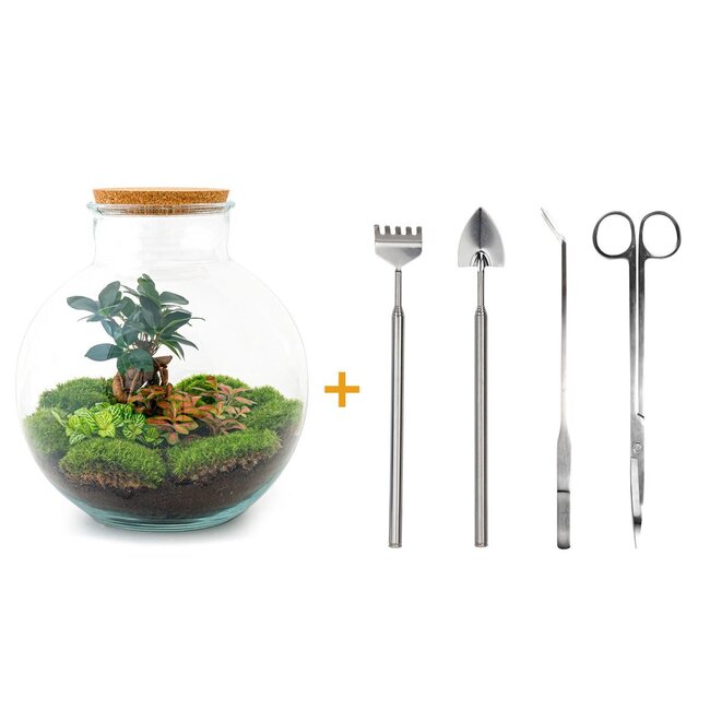 DIY terrarium - Bolder Bob Bonsai - ↕ 30 cm - Hark + Schep + Pincet + Schaar