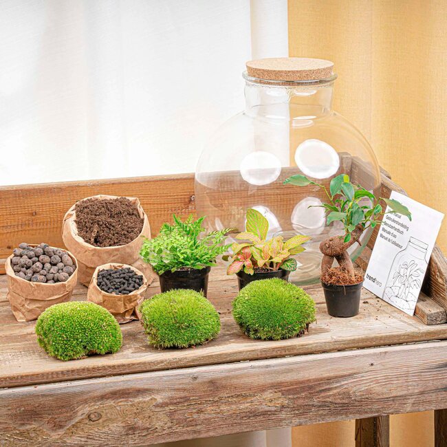 DIY terrarium - Bolder Bob Bonsai - ↕ 30 cm - Hark + Schep + Pincet + Schaar