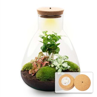 DIY terrarium - Sam Coffea met lamp - ↕ 30 cm - Bottle Garden - Normaal
