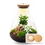 DIY terrarium - Sam Coffea met lamp - ↕ 30 cm - Bottle Garden - Normaal