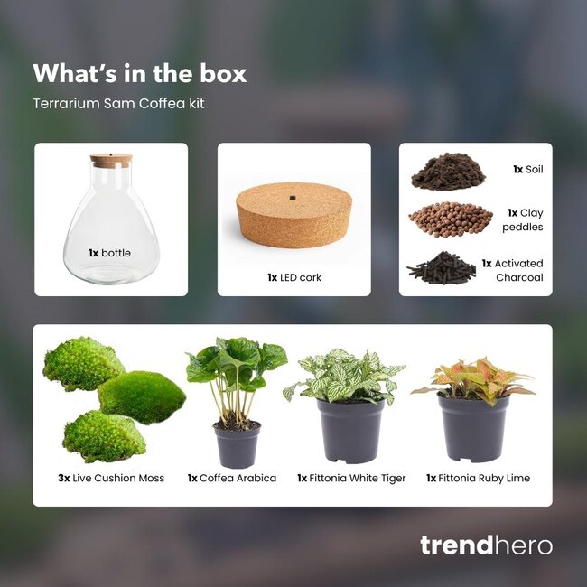 DIY terrarium - Sam Coffea met lamp - ↕ 30 cm - Bottle Garden - Normaal