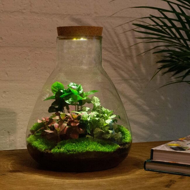 DIY terrarium - Sam Coffea met lamp - ↕ 30 cm - Bottle Garden - Normaal