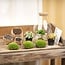 DIY terrarium - Sam Coffea met lamp - ↕ 30 cm - Bottle Garden - Normaal